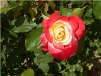 d7ad8b5e-Picture 2549.jpg